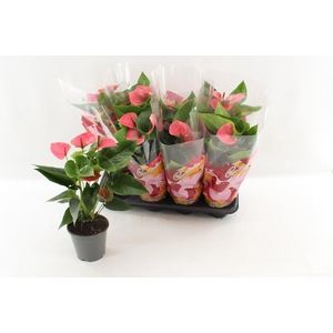 ANTHU AN SWEET DREAM