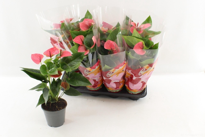 <h4>ANTHU AN SWEET DREAM</h4>