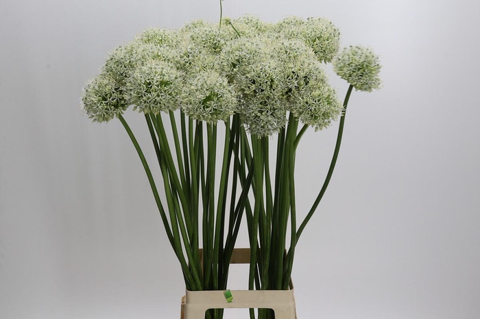 <h4>Allium Mount Everest</h4>