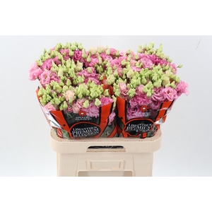 Eus G Alissa Rose Pi