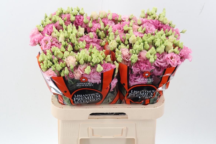 <h4>Eus G Alissa Rose Pi</h4>