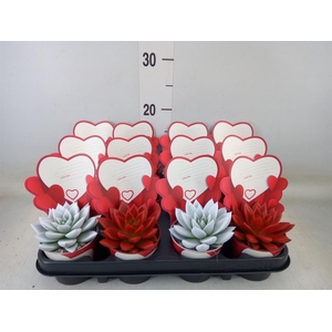 Echeveria  'Miranda'