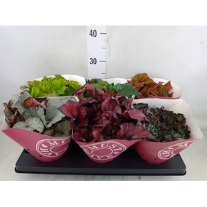 Begonia BD 'Beleaf'   ...mix