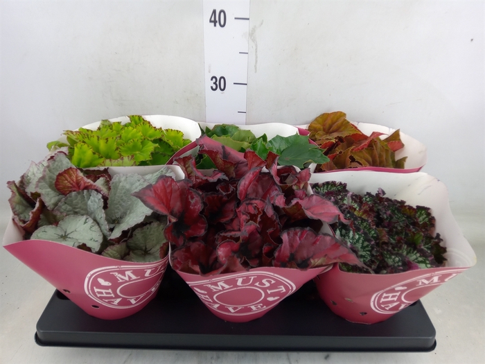 <h4>Begonia BD 'Beleaf'   ...mix</h4>