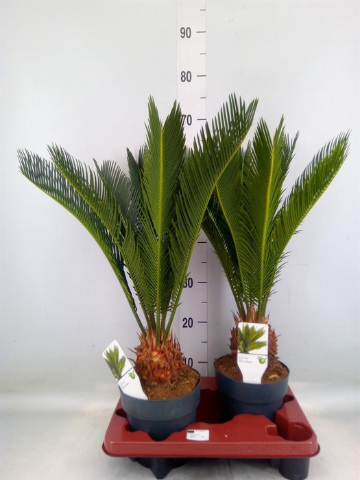 <h4>Cycas revoluta</h4>