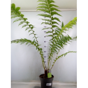 Dicksonia antarctica