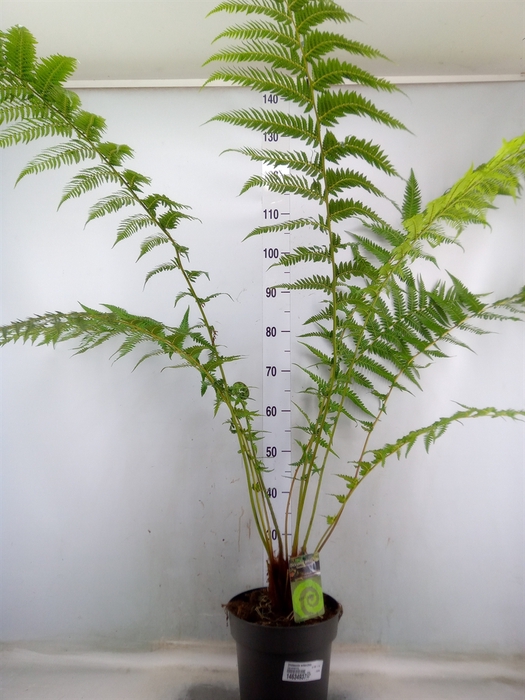 <h4>Dicksonia antarctica</h4>