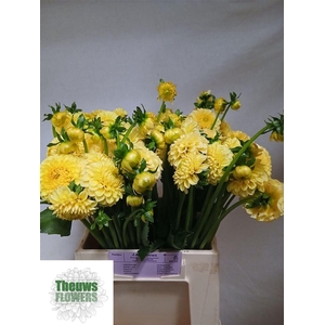 Dahlia Golden Torch