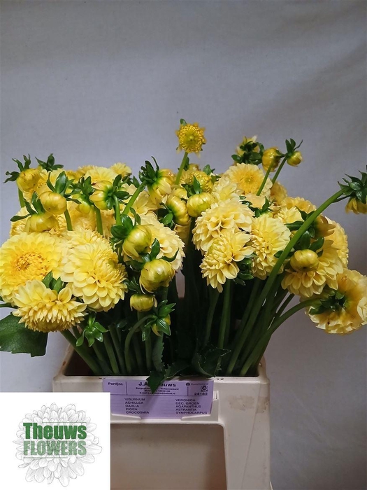 <h4>Dahlia Golden Torch</h4>