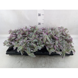 Tradescantia   ...