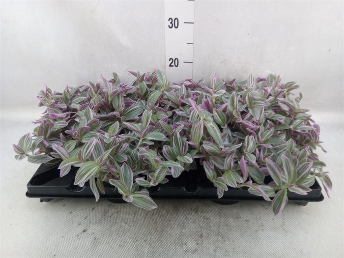 <h4>Tradescantia   ...</h4>
