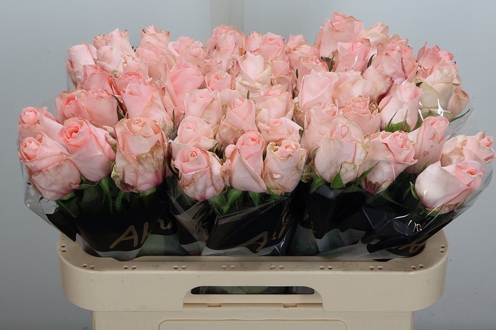 <h4>R Gr Baby Doll</h4>