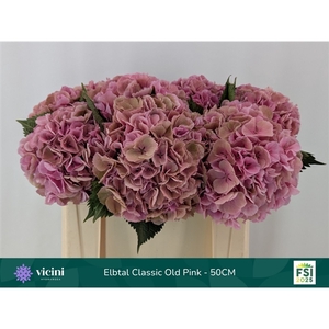 Hydr Elbtal Classic Old Pink 50 cm Vicini