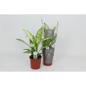 Dieffenbachia Vesuvius