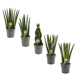 Sansevieria Cylindrica 12 cm Mix
