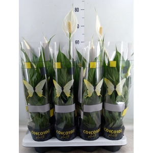 Spathiphyllum  'Sweet Benito'