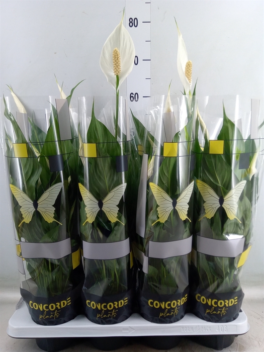 <h4>Spathiphyllum  'Sweet Benito'</h4>