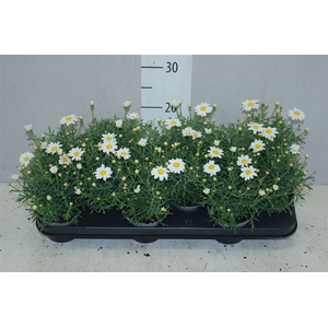 Argyranthemum Frutesc La Rita White