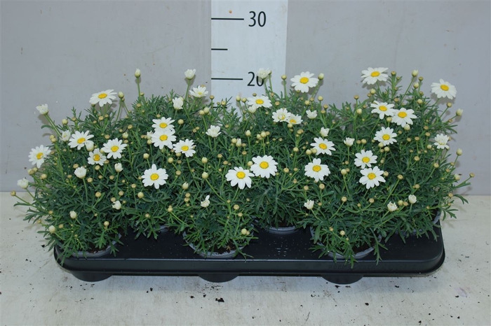 <h4>Argyranthemum Frutesc La Rita White</h4>