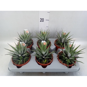 Haworthia fasciata 'Big Band'