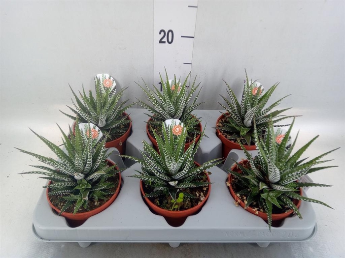 <h4>Haworthia fasciata 'Big Band'</h4>