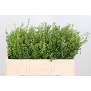 Lepidium Vir. Gwelo Green