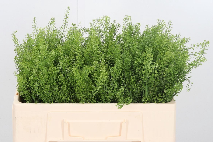 <h4>Lepidium Vir. Gwelo Green</h4>