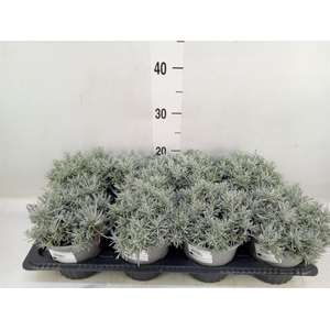 Helichrysum italicum