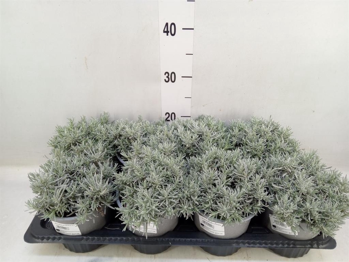 <h4>Helichrysum italicum</h4>