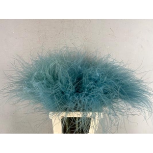 Df Stypha 60cm Bs Light Blue