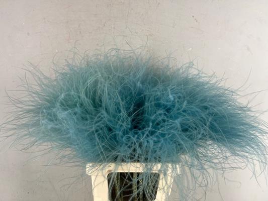 Df Stypha 60cm Bs Light Blue