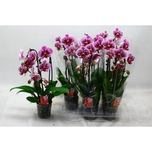 PHAL EL CASCADE