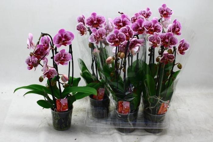 <h4>PHAL EL CASCADE</h4>