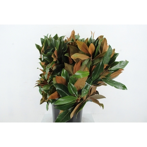 MAGNOLIA GRANDIFL BS