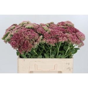 Sedum Spectabile