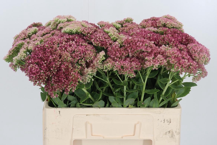 <h4>Sedum Spectabile</h4>