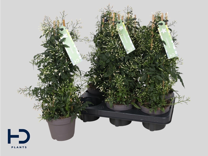 <h4>JASM POLYANTHUM WIT</h4>