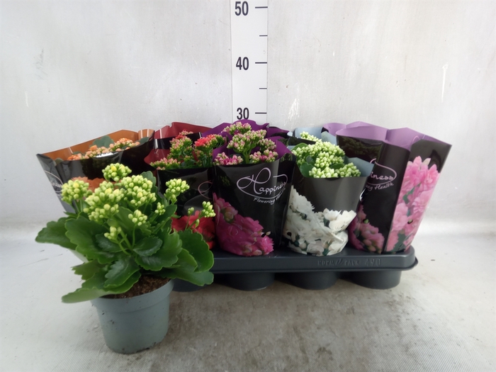 <h4>Kalanchoe blos.   ..rosebud rs fl 5</h4>