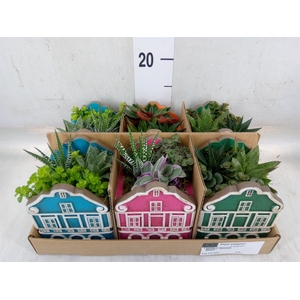 Arr.   Kamerplant Groen L%