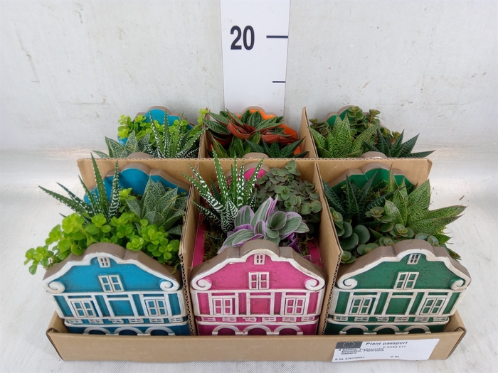 <h4>Arr.   Kamerplant Groen L%</h4>