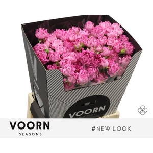 R Tr New Look Voorn Seasons
