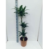 Dracaena frag.   ...