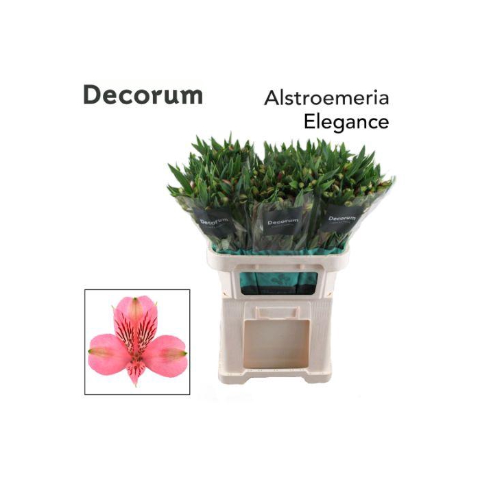 <h4>ALSTR ELEGANCE</h4>