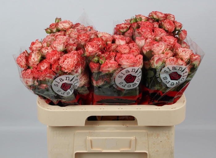 <h4>R TR FAIR FLOW</h4>