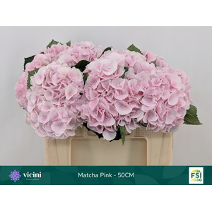 Matcha Pink - 50CM