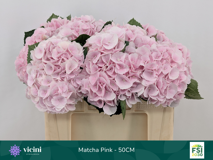 <h4>Matcha Pink - 50CM</h4>