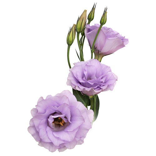 LISIANTHUS LILAS 060 CM MIN 500 GRAMAS LILAS