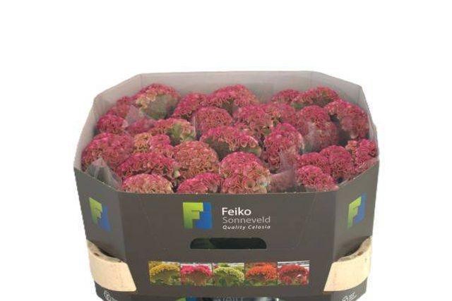 <h4>Celosia arg Cr Reprise Rose</h4>