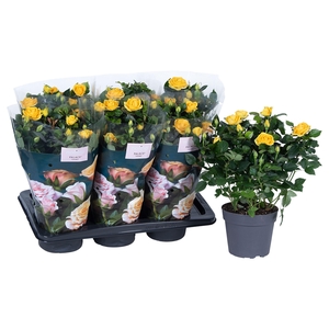Nolina Roses Ø 17 cm Yellow st. 2-3