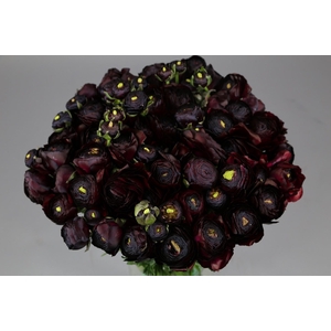 Ranunculus Clooney Nerone Super